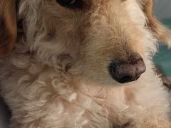 -佳雯宠物医院·皮肤科·内外科(春晓路分院)