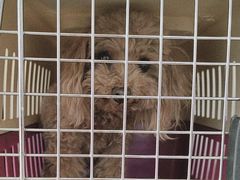 -美联众合动物医院·24h京西诊疗中心
