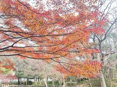 -秋霞圃