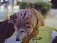 -新疆阿力烧烤