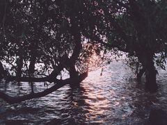 -宝安西湾红树林湿地公园