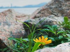 -深圳湾公园(南山区)