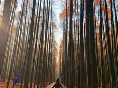 -山王坪喀斯特国家生态公园