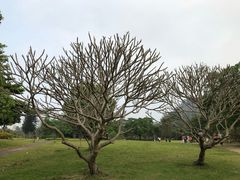 -南沙蒲洲花园