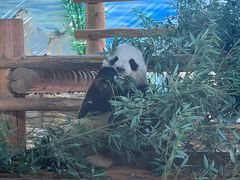 -西霞口神雕山野生动物世界