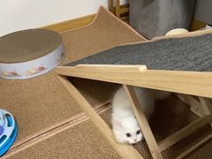 -欣宠猫屋·矮脚拿破仑·蓝金金渐层
