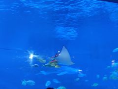 -烟台海昌鲸鲨海洋公园