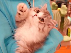 -momokira米努特·德文卷毛猫·棉花面纱犬