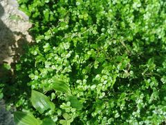 -北马山庄植趣咖啡
