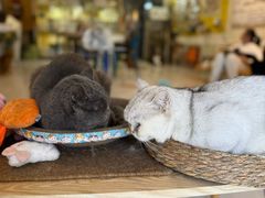 -平行世界·猫咖(首经贸店)