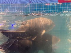 -鸽子侯·家宴·平价海鲜(市图书馆店)