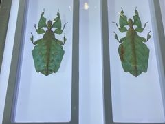 -上海昆虫博物馆