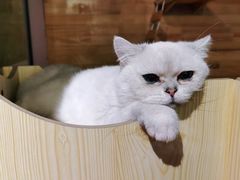 -喵屿·大理花园猫咖