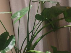 -羊门客在·烤盐池滩羊·川菜