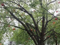 -唐城墙遗址公园