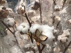 -植物学家的女儿(北马道巷店)