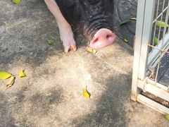 -深圳野生动物园