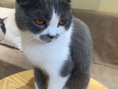 -猫和宫(六道口店)