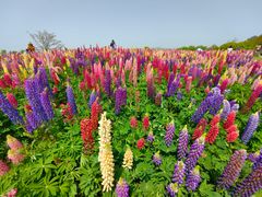 -径山花海