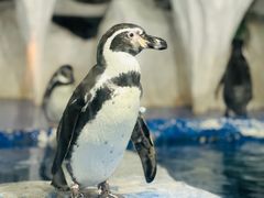 -太平洋海底世界