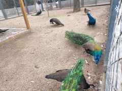 -长白岛森林公园