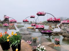 -荷兰花海