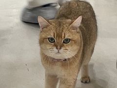 -共舞时光猫咖·狗咖(新街口店)