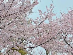 -顾村公园