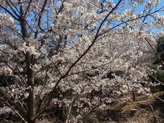 -樱花山风景区