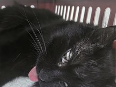 -纳吉亚猫专科动物诊疗中心(蒋宅口分院)