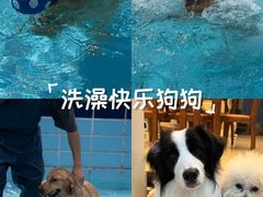 -趣玩宠物乐园寄养训犬训狗游泳池