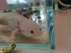 -喵宠乐园·撸猫互动·猫舍