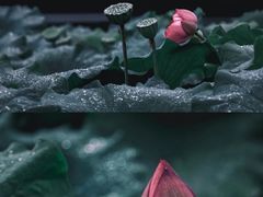 -陈家山荷花公园