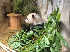 -深圳野生动物园