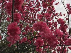 -桃花岛景观公园