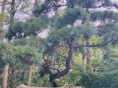 -东平国家森林公园