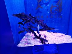 -石家庄极地海洋世界