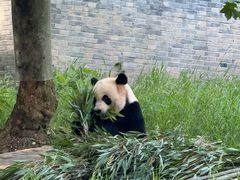 -都江堰中华大熊猫苑