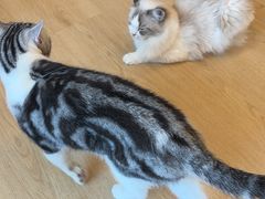 -有喵·猫咖·狗咖·30几只猫10只小狗(岗厦店)