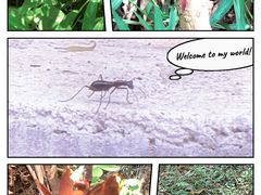 -黄埔油麻山森林公园