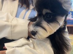 -翊宠yipet猫狗购宠庄园犬舍•猫舍