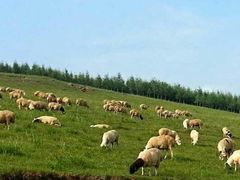 -塞罕坝国家级自然保护区