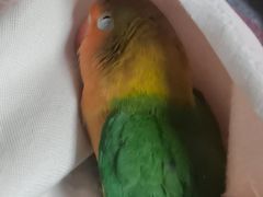 -青石桥花鸟鱼虫市场(叠翠城店)