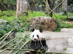 -都江堰中华大熊猫苑