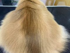-车接车送·寄养洗护·德文猫舍(大宁店)