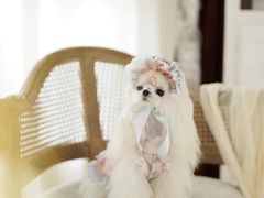 -萌宠之家·腊肠犬·马尔泰·小体犬舍