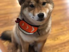 -柴务处·柴犬主题狗咖