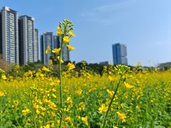 -光明小镇欢乐田园