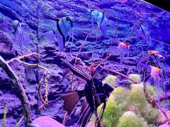 -上海海洋水族馆