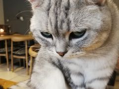 -平行世界·猫咖(首经贸店)